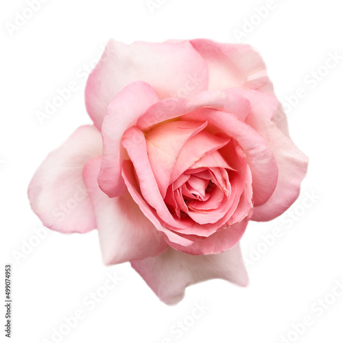 beautiful pink rose flower isolated on white background. for design posters, banners and invitations