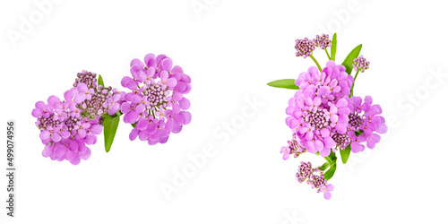 set of isolated elements for floral design. purple beautiful flowers of iberia on white background