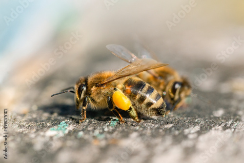 Honey bee (apis mellifera) with collected pollen on hind legs close up.