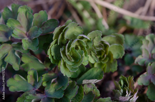 Common columbine leaves - Latin name - Aquilegia vulgaris