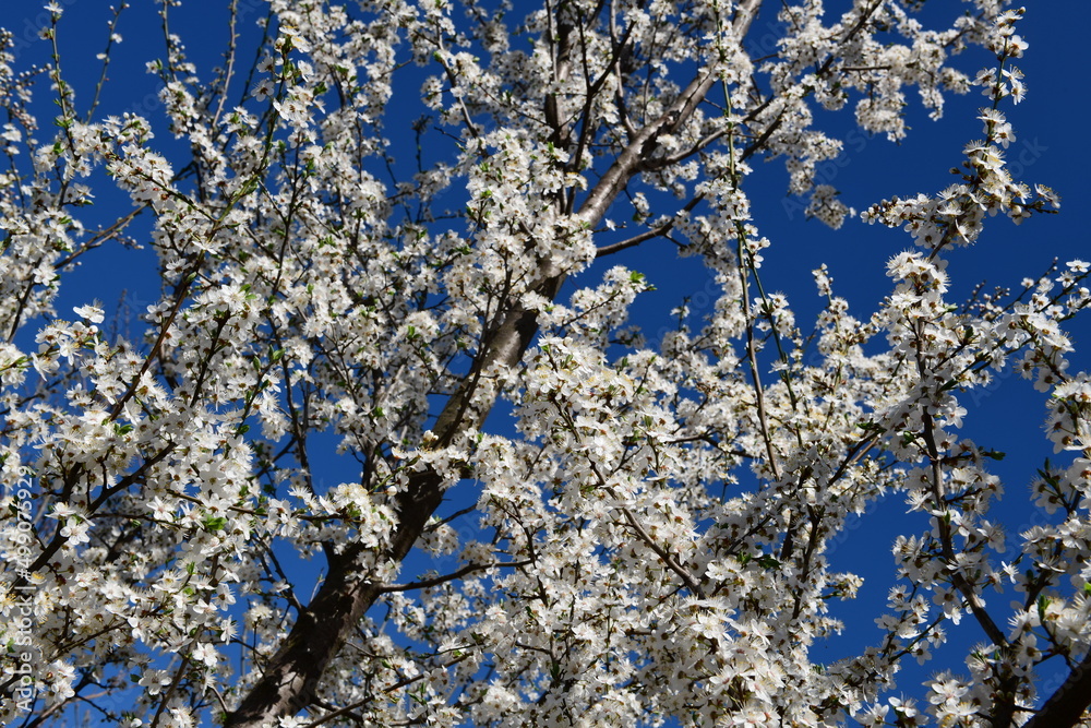Blooming plum tree on a sunny day with blue clouds. Plum tree blossom. Fruit tree flower. Akcat, Kocaeli Turkey Blooming plum tree on a sunny day with blue clouds. Plum tree blossom. Fruit tree flower. Akcat, Kocaeli Turkey