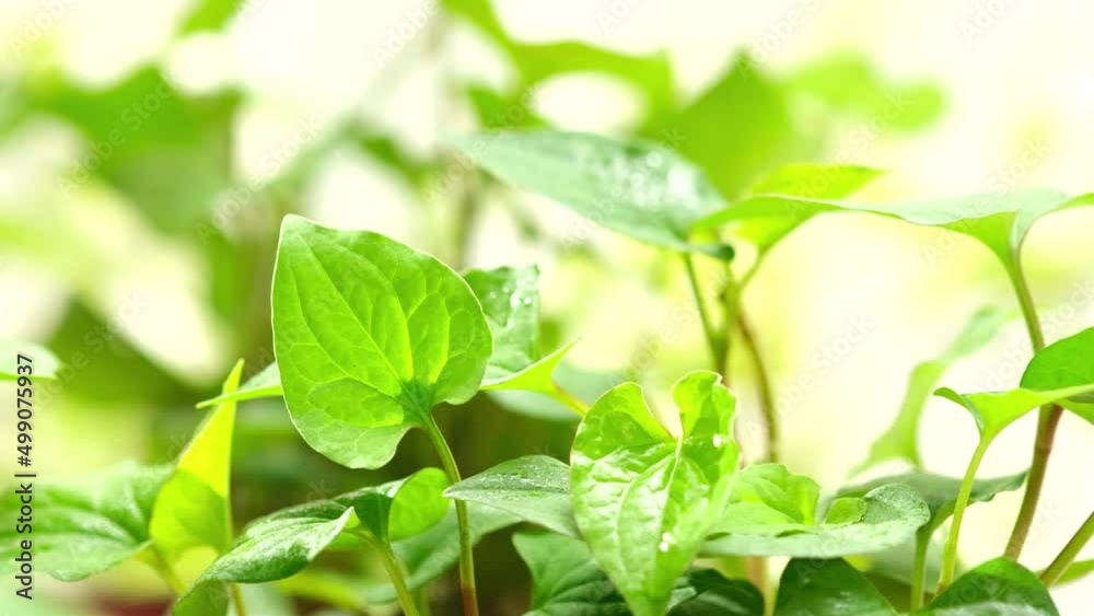 A moment of heartleaf with sunny and windy in garden background for advertising A moment of heartleaf with sunny and windy in garden background for advertising