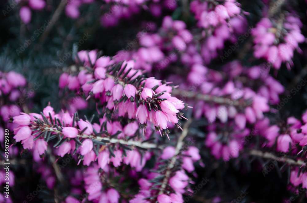 Close up flowering Calluna vulgaris Selective focus of the purple flowers on the field, Nature floral background.
