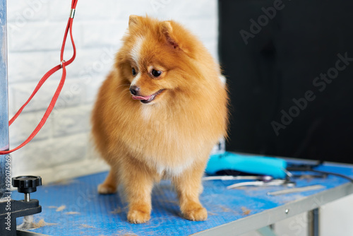 Red-haired pomeranian on the table with grooming tools