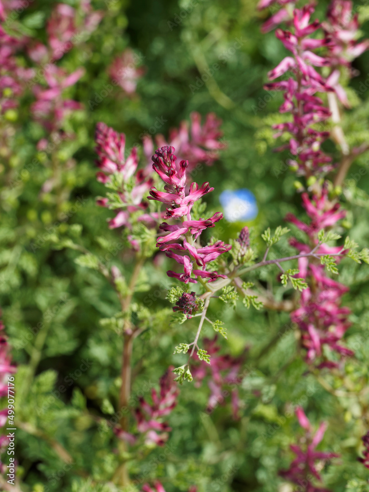 Fototapeta premium Fumaria officinalis - Fumeterre officinale ou pied-de-Céline