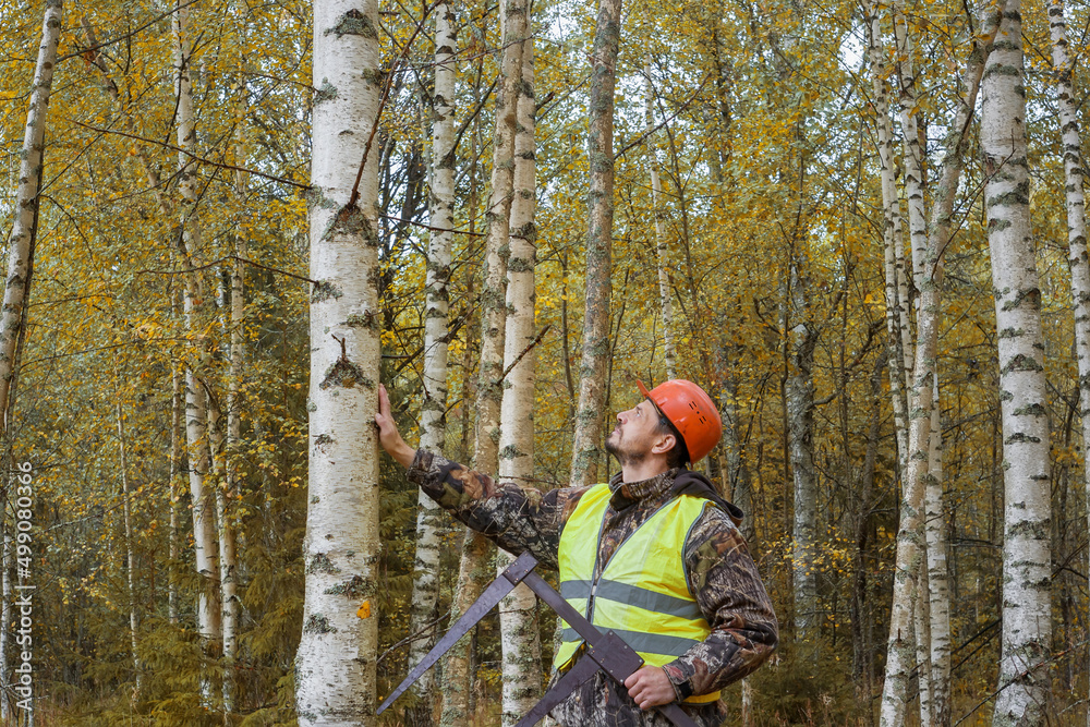 A forest worker works in the forest with a measuring tool. A forest worker works in the forest with a measuring tool.
