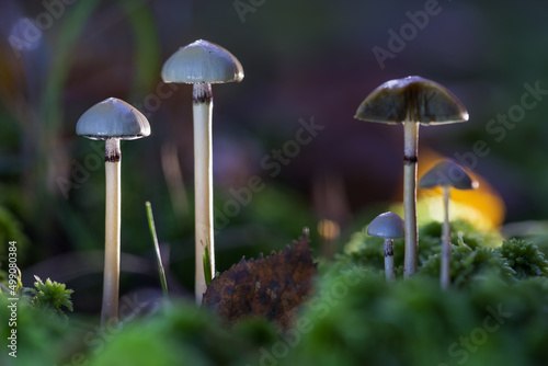 Mushrooms. containing psilocybin. grow in the forest. Selective focus on the mushrooms on the left side of the frame. Defocused background.