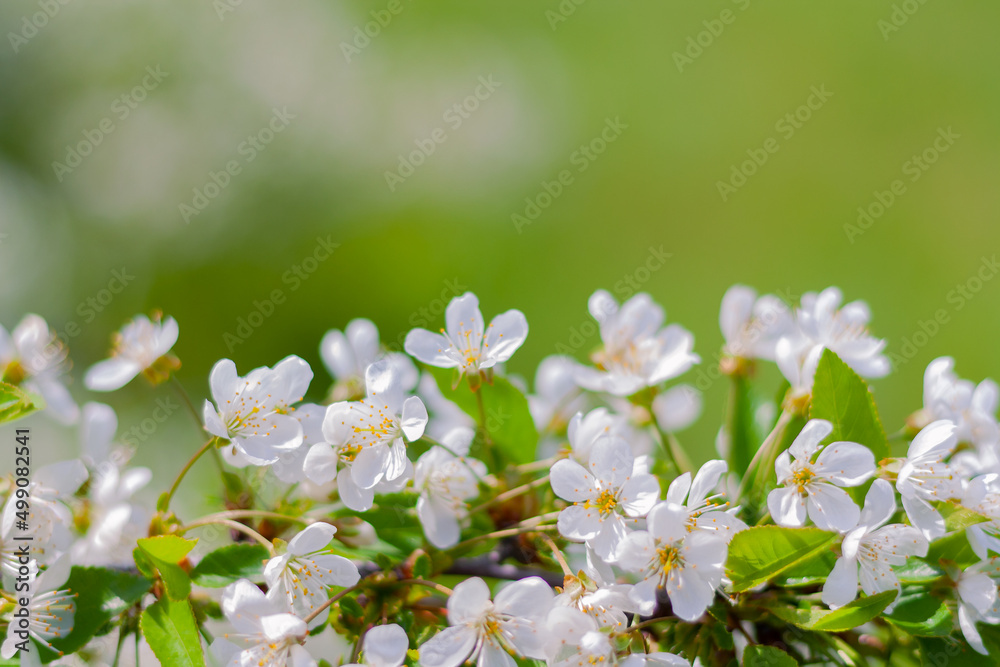 blossoming cherry branch in the garden with copy space. spring beautiful background blossoming cherry branch in the garden with copy space. spring beautiful background