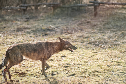 A wild hyena-colored dog runs across the field in early spring. Sunset