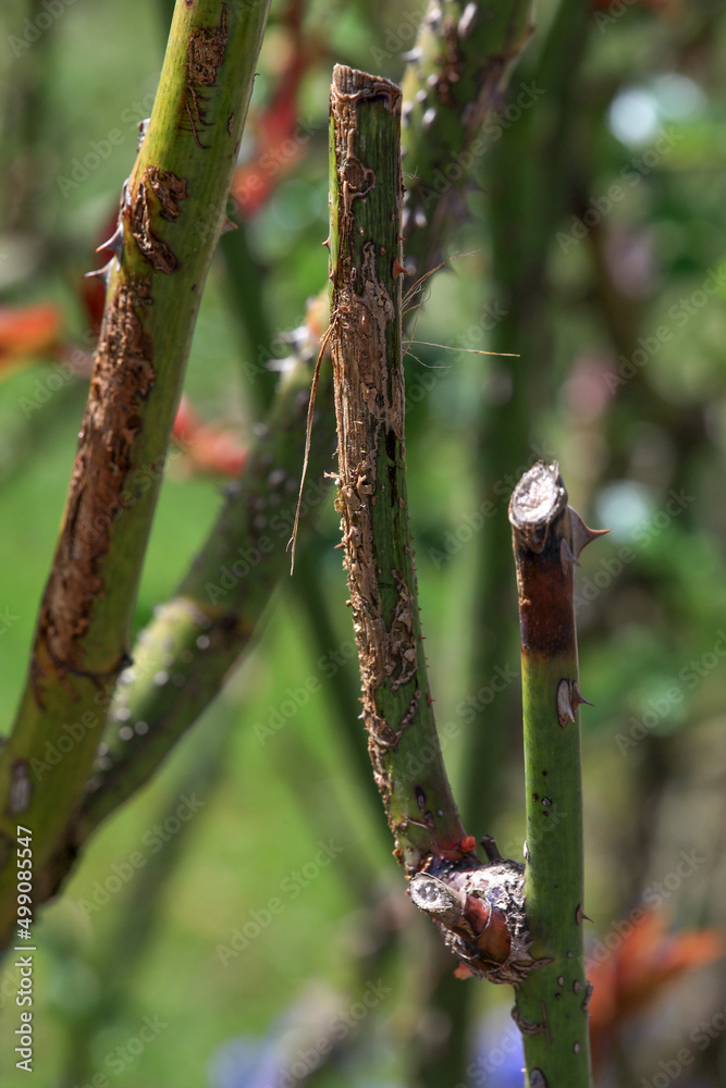 Foto de Plant disease in roses such as mildew or rust are common. Stem