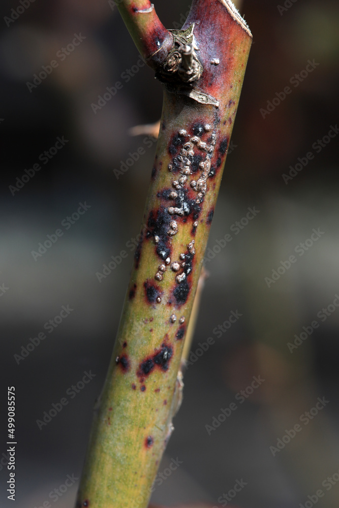 Plant disease in roses such as mildew or rust are common. Stem Blight and Diplocarpon rosae, caused by a fungal infection. Closeup Plant disease in roses such as mildew or rust are common. Stem Blight and Diplocarpon rosae, caused by a fungal infection. Closeup