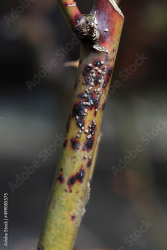Plant disease in roses such as mildew or rust are common. Stem Blight and Diplocarpon rosae, caused by a fungal infection. Closeup	