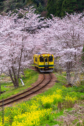 菜の花と桜満開のいすみ鉄道