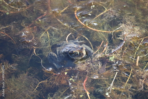 a wild toad looks out of the water in early spring