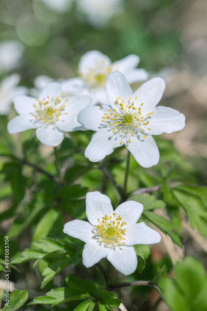 White blossoms of wood anemone flowers (Anemone nemorosa). White blossoms of wood anemone flowers (Anemone nemorosa).