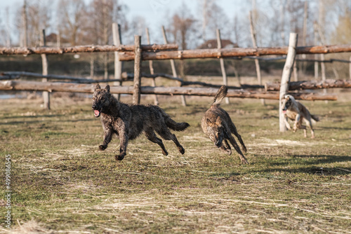 Two wild hyena dogs and a Russian borzoi run after each other in a field in early spring. Sunset