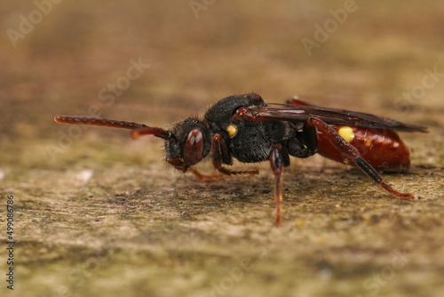 Closeup on a female colorful red kleptoparasite yellow shouldered Nomad bee, Nomada ferruginata sitting on wood photo