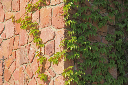 Sunny granite wall corner with branches of creeping vine  texture  background. Overgrown with wild vine surface with granite stones. The wall  covered with green vine. Abstract sketches of nature