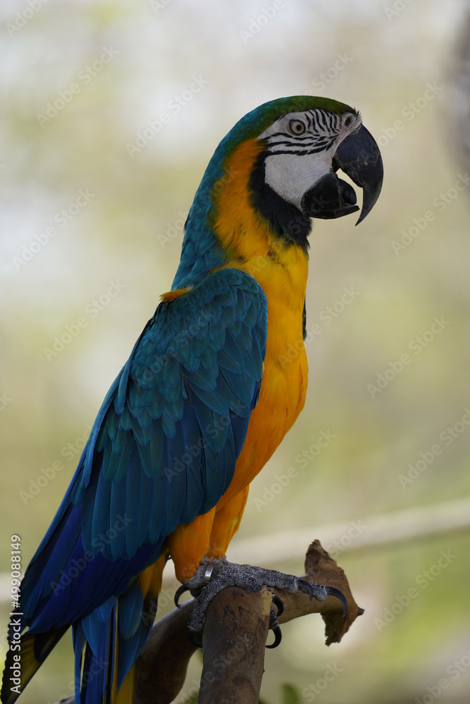 Colorful parrot in the wild