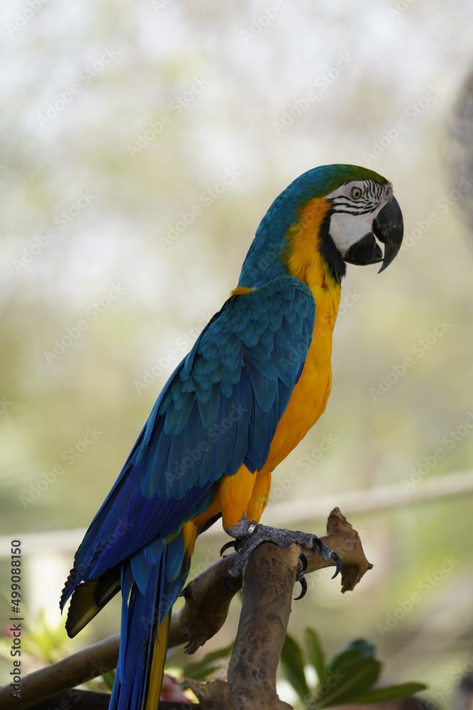 Colorful parrot in the wild Colorful parrot in the wild