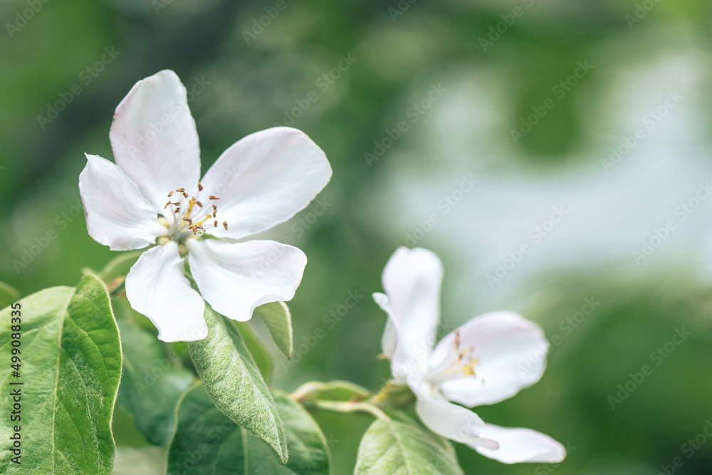 Selective soft focused close up of flowering apple tree branch with white flowers on blurred bright green leaves bokeh background. Floral nature spring blossom design, copy space for text overlay. Selective soft focused close up of flowering apple tree branch with white flowers on blurred bright green leaves bokeh background. Floral nature spring blossom design, copy space for text overlay.