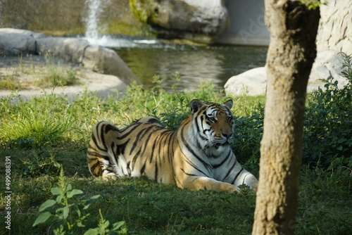 Tiger in his natural environment 