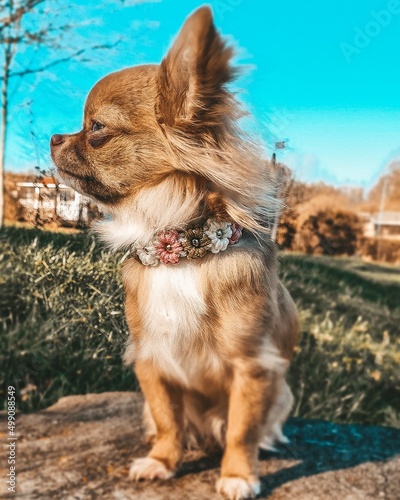 chihuahua on the beach