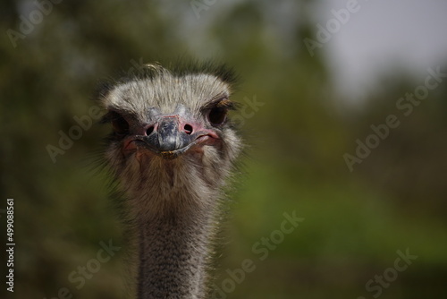 Ostrich head close-up 