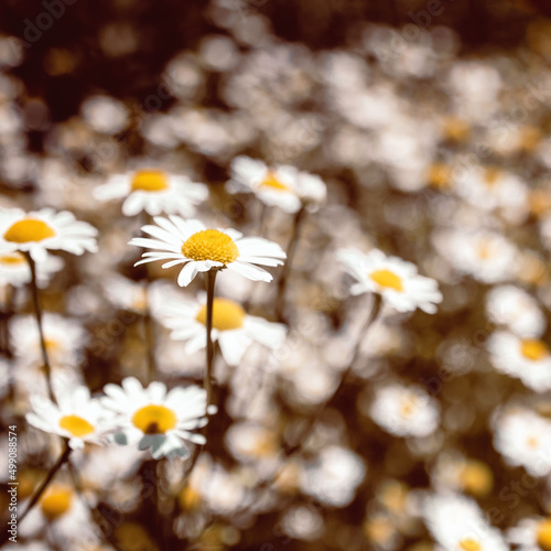 Selective soft focus warm vintage beige, white, yellow colored Chamomile flowers Field. Beautiful nature scene with blooming medical roman chamomiles. Nature spring blossom, Summer daisy background. 