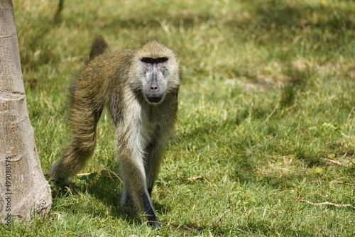 Obraz na płótnie Playful monkey at a zoo