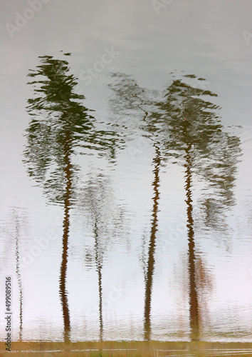 Obraz na plátně Trees reflection in water