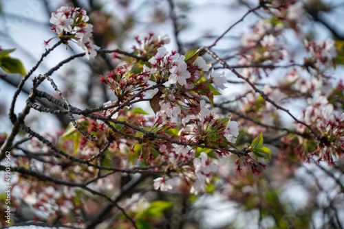 葉桜　005 © moto_s29