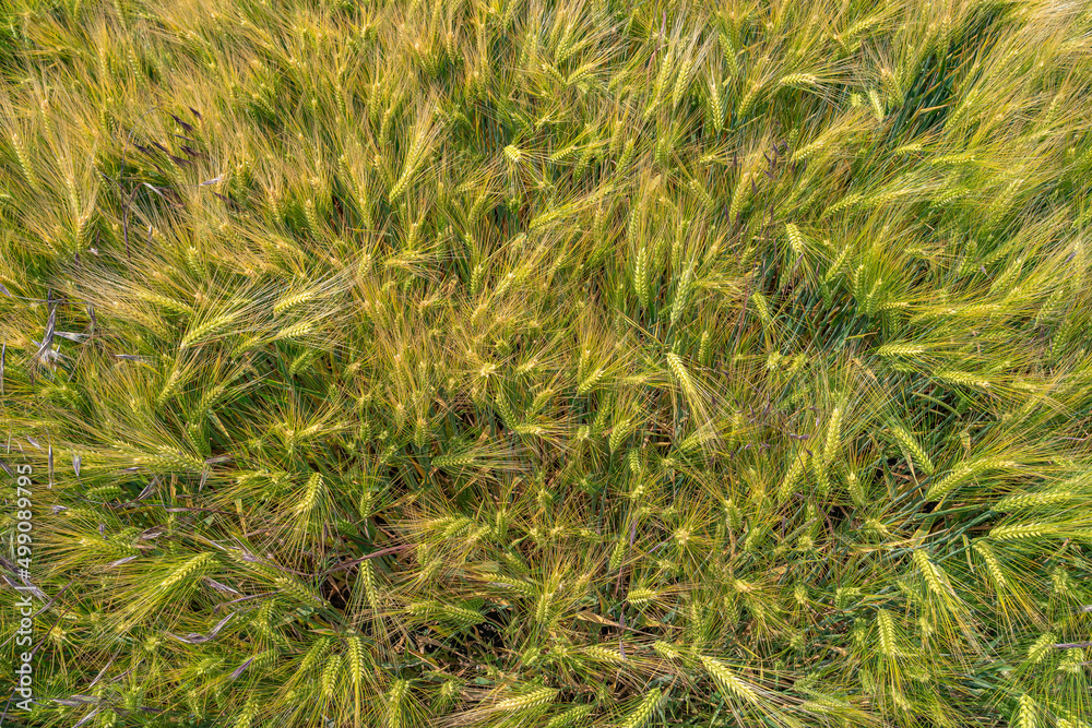 Cover page with beautiful farm landscape with wheat yellow field at warm sunset colors in summer, at sunny day, as background. Cover page with beautiful farm landscape with wheat yellow field at warm sunset colors in summer, at sunny day, as background.
