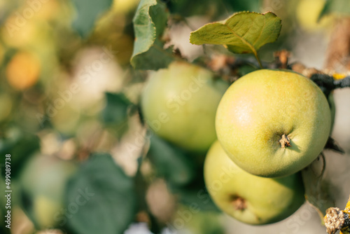 Photo of bunch of green fresh apples. Growing on branch on apple tree on field farms. Basking in sun. Tasty fruits on branches. Apple tree with healthy fruits. Close-up photo.