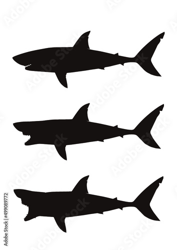 サメ 鮫 Shark Bite