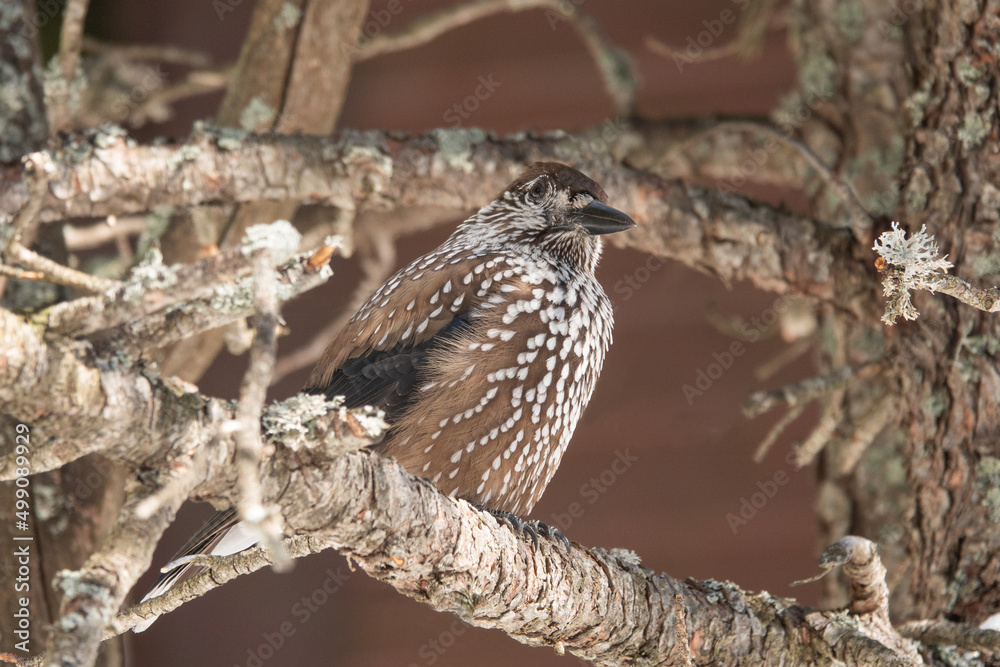 spotted nutcracker sits on a tree branch, tatra park spotted nutcracker sits on a tree branch, tatra park