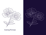 line art of evening primrose flower illustration. Vector flower isolated on white. Oenothera speciosa is a species of evening primrose.