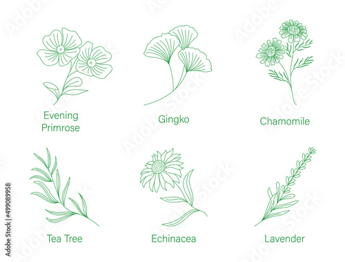medical herb plants Evening primrose, Gingko, Chamomile, Tea tree, Echinacea, Lavender line art vector illustration 
