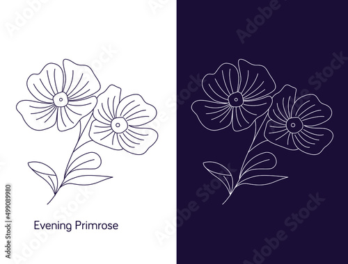 Bild auf Leinwand line art of evening primrose flower illustration