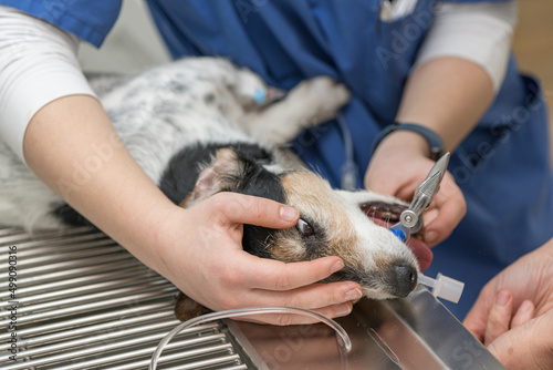 Vet prepares little cute sick Jack Russell Terrier dog for surgery in the veterinary clinic. He is intubated for artificial respiration.
