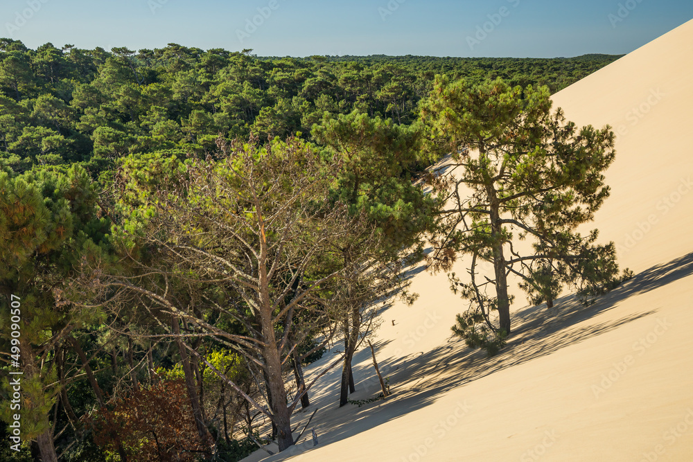 East side of the Dune du Pilat with a view of the sand from the dune slowly covering the Landes pine forest - obrazy, fototapety, plakaty 