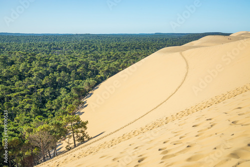 East side of the Dune du Pilat and the Landes pine forest in France photo