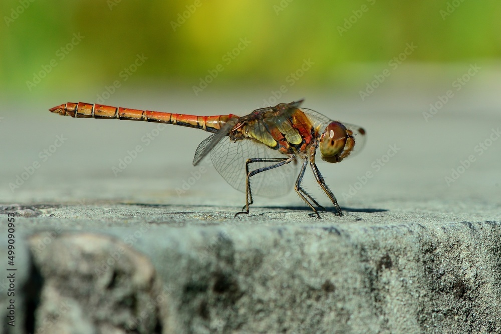 Libellen: Große Heidelibelle (Sympetrum striolatum), Common darter. Libellen: Große Heidelibelle (Sympetrum striolatum), Common darter.