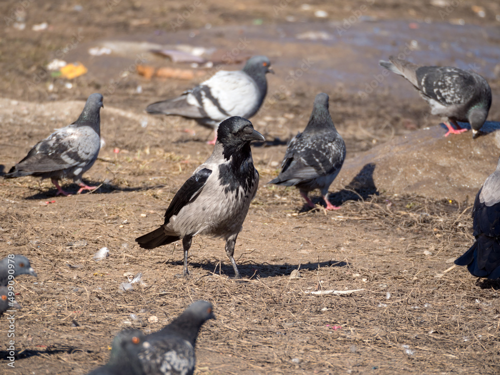crow and pigeons