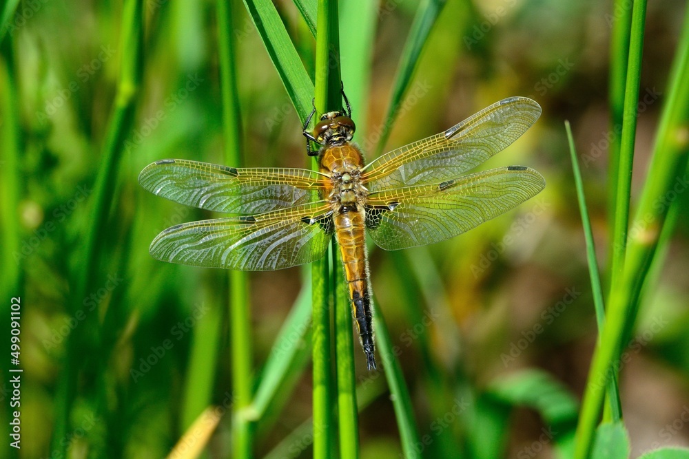Libellen: Ein Vierfleck (Libellula quadrimaculata), Four-spotted Chaser. Libellen: Ein Vierfleck (Libellula quadrimaculata), Four-spotted Chaser.