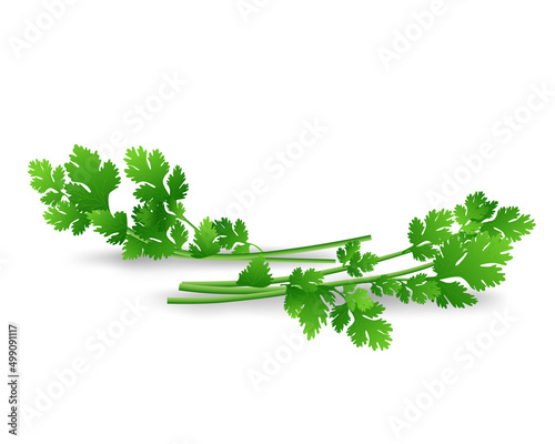 Fresh  Coriander leaves vector illustration on white background