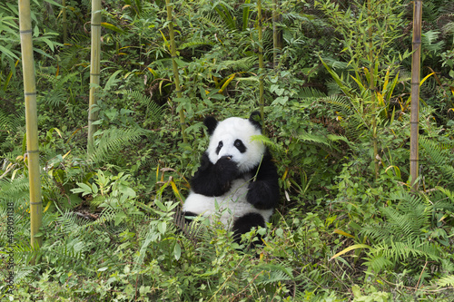 Fototapeta Naklejka Na Ścianę i Meble -  Two years aged young giant Panda (Ailuropoda melanoleuca), Chengdu, Sichuan, China