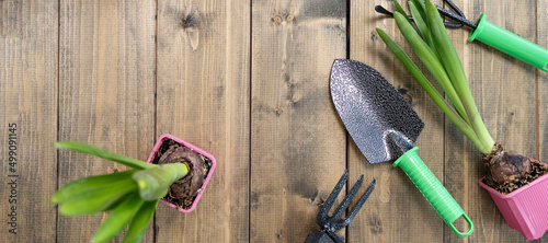 banner with shovel, green seedlings, hoe and rake on a wooden background. backyard vegetable garden planting concept with copy space. Soft focus. Flat lay photo