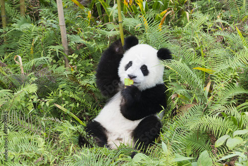 Fototapeta Naklejka Na Ścianę i Meble -  Two years aged young Giant Panda (Ailuropoda melanoleuca), Chengdu, Sichuan, China