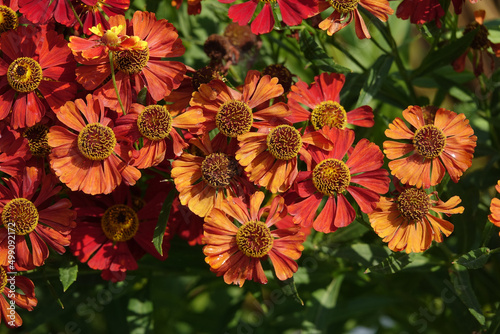 helenium autumnale photo